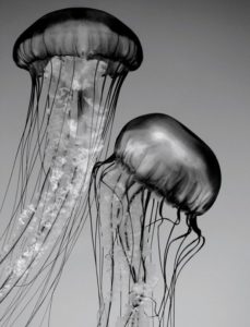 A black and white image of two jellyfish